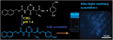Graphical abstract: Lipase catalyzed inclusion of gastrodigenin for the evolution of blue light emitting peptide nanofibers