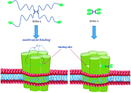 Graphical abstract: Dendrimeric tetravalent ligands for the serotonin-gated ion channel