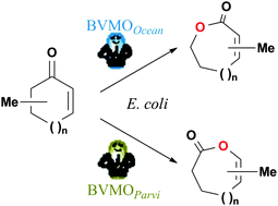 Graphical abstract: Broadening the scope of Baeyer–Villiger monooxygenase activities toward α,β-unsaturated ketones: a promising route to chiral enol-lactones and ene-lactones