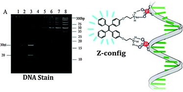 Graphical abstract: A highly sensitive nucleic acid stain based on amino-modified tetraphenylethene: the influence of configuration