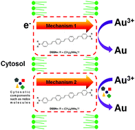 Graphical abstract: Uncovering alternate charge transfer mechanisms in Escherichia coli chemically functionalized with conjugated oligoelectrolytes