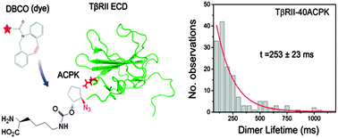 Graphical abstract: Single-molecule dynamics of site-specific labeled transforming growth factor type II receptors on living cells