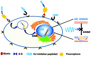 Graphical abstract: A biotin-guided fluorescent-peptide drug delivery system for cancer treatment