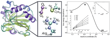 Graphical abstract: The extraordinary catalytic ability of peroxiredoxins: a combined experimental and QM/MM study on the fast thiol oxidation step