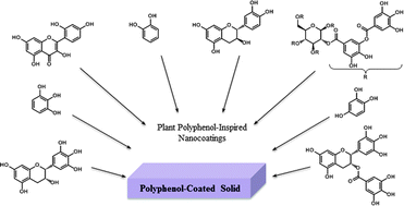 Graphical abstract: Molecular diversity in phenolic and polyphenolic precursors of tannin-inspired nanocoatings