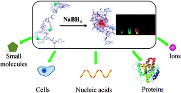 Graphical abstract: Fluorescent silver nanoclusters stabilized by DNA scaffolds