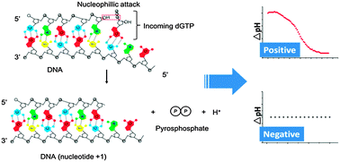 Graphical abstract: Portable pH-inspired electrochemical detection of DNA amplification