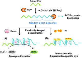 Graphical abstract: Randomly arrayed G-quadruplexes for label-free and real-time assay of enzyme activity