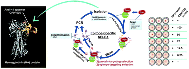 Graphical abstract: Selection of aptamers targeting the sialic acid receptor of hemagglutinin by epitope-specific SELEX