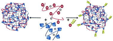 Graphical abstract: Cyclodextrin-based supramolecular nanoparticles stabilized by balancing attractive host–guest and repulsive electrostatic interactions