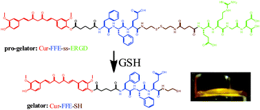 Graphical abstract: A supramolecular hydrogelator of curcumin