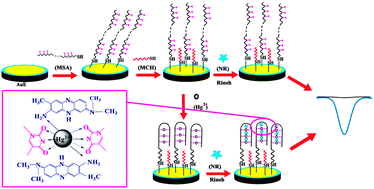 Graphical abstract: A high-performance aptasensor for mercury(ii) based on the formation of a unique ternary structure of aptamer–Hg2+–neutral red