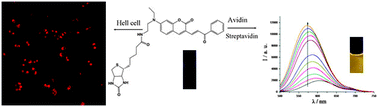 Graphical abstract: Rational design of biotinylated probes: fluorescent turn-on detection of (strept)avidin and bioimaging in cancer cells