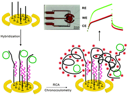 Graphical abstract: Sensitive detection of microRNA by chronocoulometry and rolling circle amplification on a gold electrode