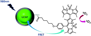 Graphical abstract: Near IR excitation of heavy atom free Bodipy photosensitizers through the intermediacy of upconverting nanoparticles