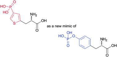 Graphical abstract: 4-Phosphothiophen-2-yl alanine: a new 5-membered analogue of phosphotyrosine