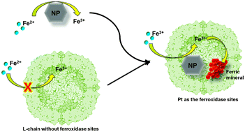 Graphical abstract: Semi-artificial and bioactive ferroxidase with nanoparticles as the active sites