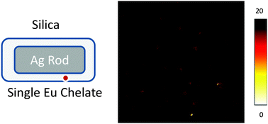 Graphical abstract: First observation of enhanced luminescence from single lanthanide chelates on silver nanorods