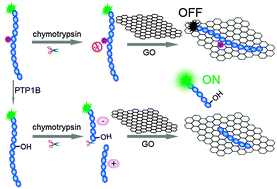 Graphical abstract: Robust detection of tyrosine phosphatase activity by coupling chymotrypsin-assisted selective peptide cleavage and a graphene oxide-based fluorescent platform