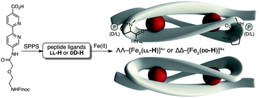 Graphical abstract: Programmed stereoselective assembly of DNA-binding helical metallopeptides