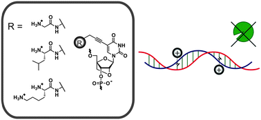 Graphical abstract: C5-Amino acid functionalized LNA: positively poised for antisense applications