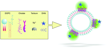 Graphical abstract: Terbium(iii)-cholate functionalized vesicles as luminescent indicators for the enzymatic conversion of dihydroxynaphthalene diesters