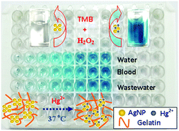 Graphical abstract: High-throughput colorimetric assays for mercury(ii) in blood and wastewater based on the mercury-stimulated catalytic activity of small silver nanoparticles in a temperature-switchable gelatin matrix