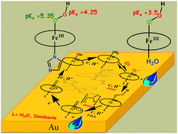 Graphical abstract: Electrocatalytic O2 reduction by a monolayer of hemin: the role of pKa of distal and proximal oxygen of a FeIII–OOH species in determining reactivity