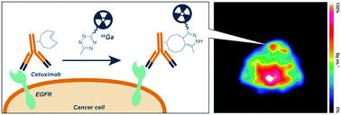 Graphical abstract: A bioorthogonal 68Ga-labelling strategy for rapid in vivo imaging