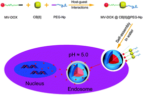 Graphical abstract: pH responsive supramolecular prodrug micelles based on cucurbit[8]uril for intracellular drug delivery