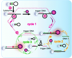 Graphical abstract: A sensitive SERS assay for detecting proteins and nucleic acids using a triple-helix molecular switch for cascade signal amplification