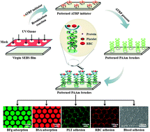 Graphical abstract: Micropatterning of hydrophilic polyacrylamide brushes to resist cell adhesion but promote protein retention