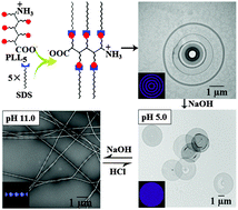 Graphical abstract: Self-assembly of NH2-(α,l-lysine)5-COOH and SDS into nanodiscs or nanoribbons regulated by pH