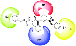 Graphical abstract: Development of a highly potent, selective, and cell-active Inhibitor of cysteine cathepsin L–A hybrid design approach