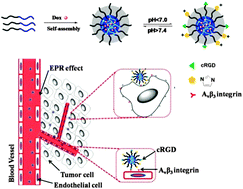 Graphical abstract: Hybrid polymer micelles capable of cRGD targeting and pH-triggered surface charge conversion for tumor selective accumulation and promoted uptake