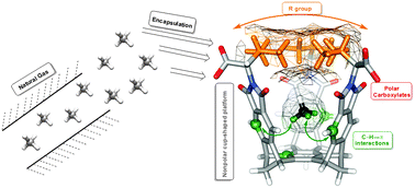 Graphical abstract: On the encapsulation of hydrocarbon components of natural gas within molecular baskets in water. The role of C–H⋯π interactions and the host's conformational dynamics in the process of encapsulation