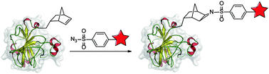 Graphical abstract: Sulfonyl azide-mediated norbornene aziridination for orthogonal peptide and protein labeling