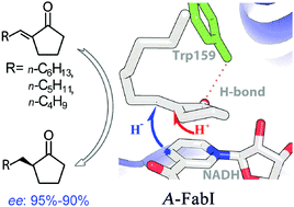 Graphical abstract: Enoyl acyl carrier protein reductase (FabI) catalyzed asymmetric reduction of the C [[double bond, length as m-dash]] C double bond of α,β-unsaturated ketones: preparation of (R)-2-alkyl-cyclopentanones