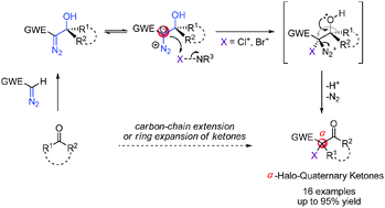 Graphical abstract: Lewis base mediated halogenation/semipinacol rearrangement of diazo compounds: new access to α-halo-quaternary ketones