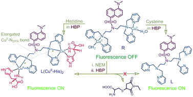 Graphical abstract: A novel fluorescence probe for estimation of cysteine/histidine in human blood plasma and recognition of endogenous cysteine in live Hct116 cells