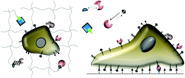 Graphical abstract: Design of growth factor sequestering biomaterials