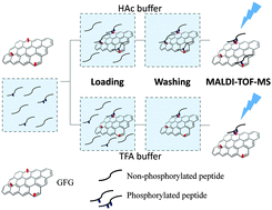 Graphical abstract: Guanidyl-functionalized graphene as a bifunctional adsorbent for selective enrichment of phosphopeptides