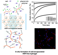 Graphical abstract: In situ formation of enzyme-free hydrogels via ferromagnetic microbead-assisted enzymatic cross-linking