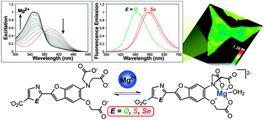 Graphical abstract: Enhanced ratiometric fluorescent indicators for magnesium based on azoles of the heavier chalcogens