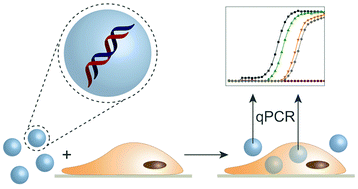 Graphical abstract: PCR quantification of SiO2 particle uptake in cells in the ppb and ppm range via silica encapsulated DNA barcodes