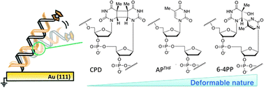 Graphical abstract: Deformable nature of various damaged DNA duplexes estimated by an electrochemical analysis on electrodes