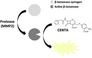 Graphical abstract: Engineering β-lactamase zymogens for use in protease activity assays