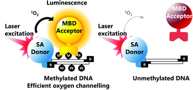 Graphical abstract: Measuring whole genome methylation via oxygen channelling chemistry