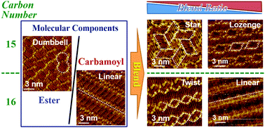 Graphical abstract: Bicomponent blend-directed amplification of the alkyl chain effect on the 2D structures