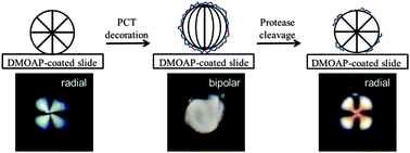 Graphical abstract: Oligopeptide-decorated liquid crystal droplets for detecting proteases